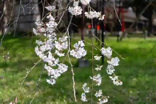 賀茂別雷神社（上賀茂神社）(京都府)