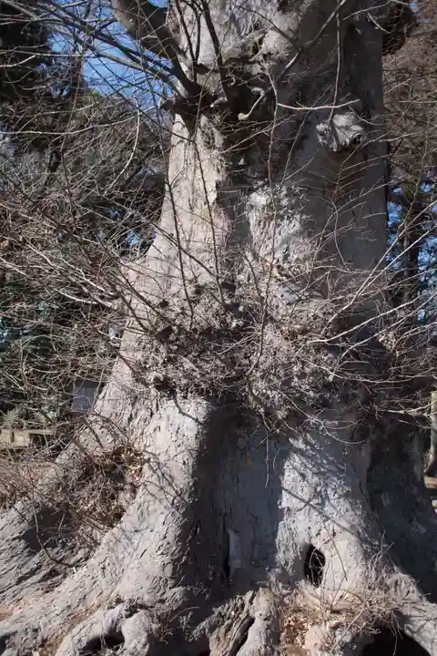 愛宕神社の自然