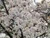 桜神宮の自然