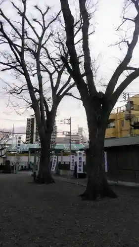 浅間神社の自然