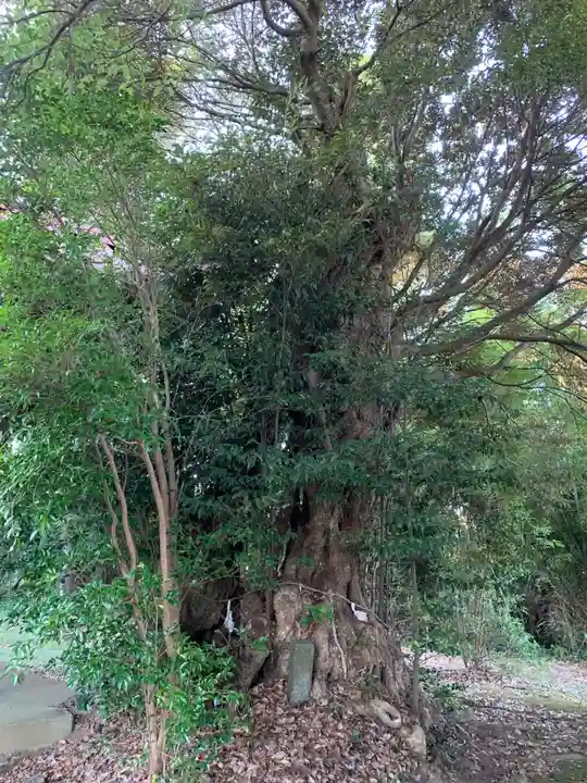 三島神社の自然