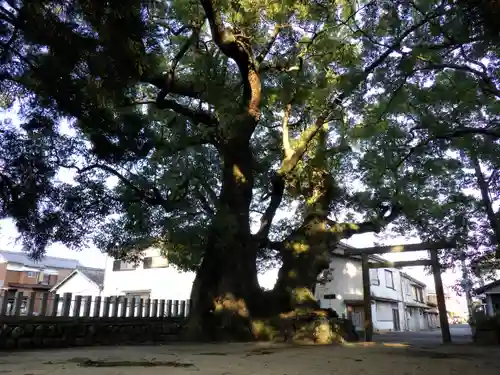 熊野三所大神社（浜の宮王子）の自然