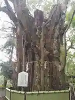 加藤神社の自然