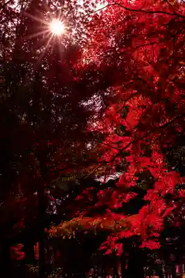 賀茂別雷神社（上賀茂神社）(京都府)