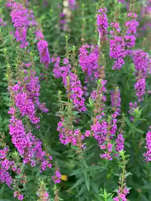 五井山 妙善院(愛知県)