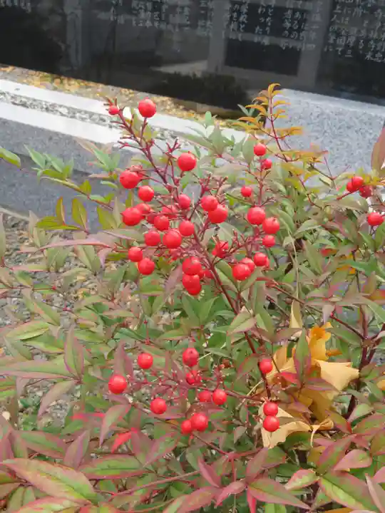 浄土宗善立寺の自然