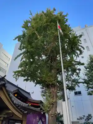 日本橋日枝神社の自然