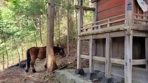 新倉富士浅間神社の動物