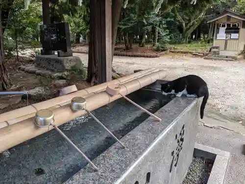 八幡社（柏井町）の動物