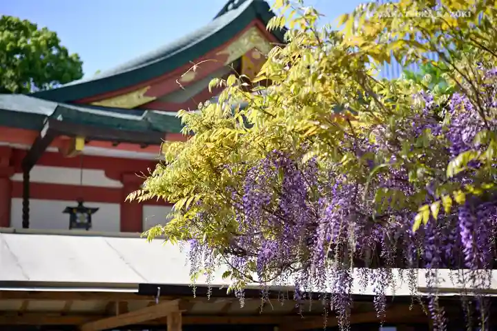 日枝神社の自然