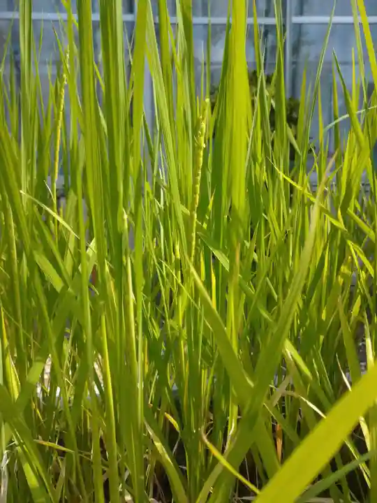 元郷氷川神社の自然