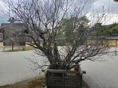 大覚寺(京都府)