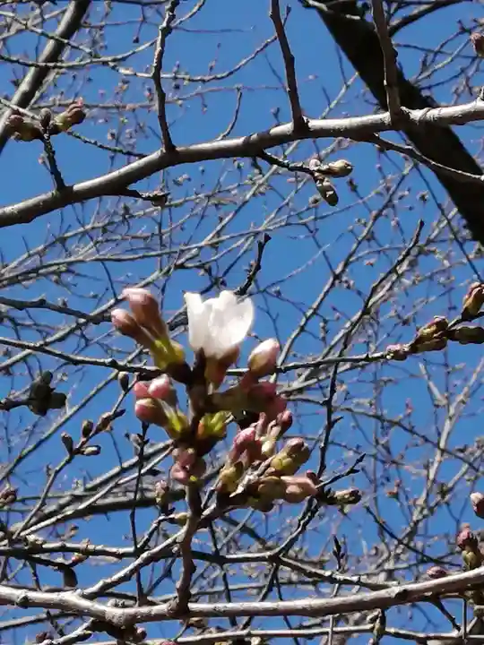 伏木香取神社の自然