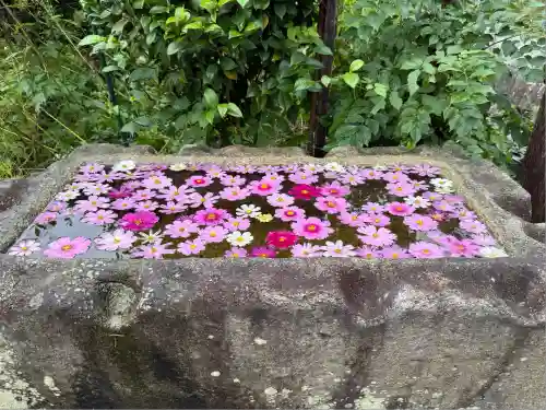 般若寺 ❁﻿コスモス寺❁(奈良県)