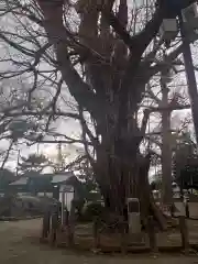 勝福寺の自然