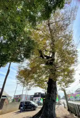 関本神社の自然