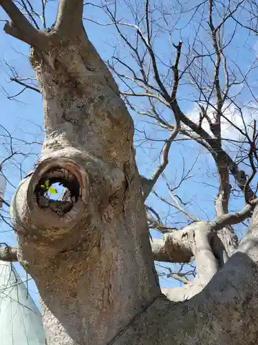 阿邪訶根神社の自然