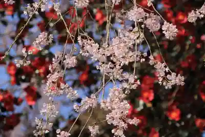 貝山薬師堂の自然