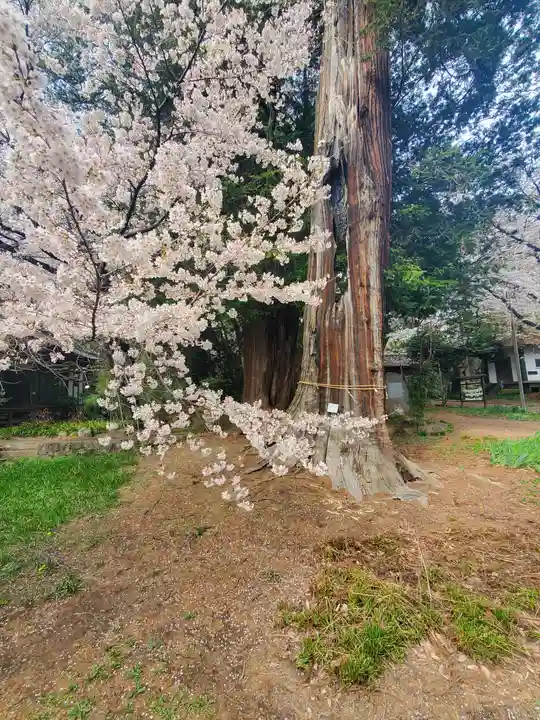 珊瑚寺(群馬県)