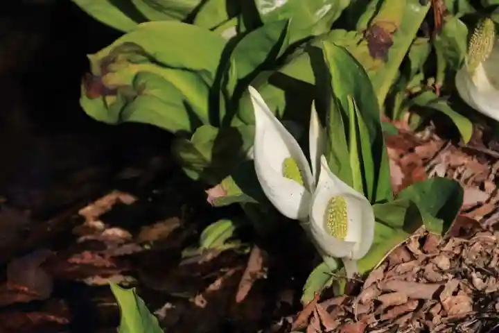 鹿島大神宮の自然