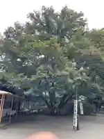 大宮八幡宮の自然