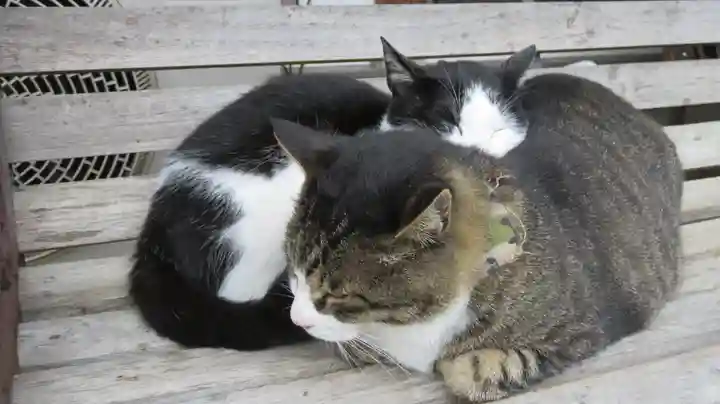 御誕生寺(猫寺)の動物