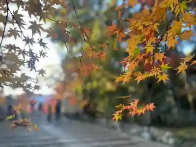 光明寺（粟生光明寺）(京都府)