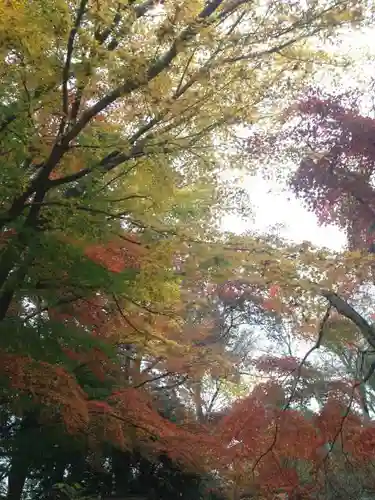 観泉寺の自然