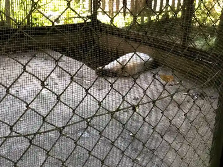 和気神社の動物