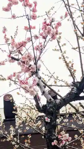 高円寺氷川神社の自然