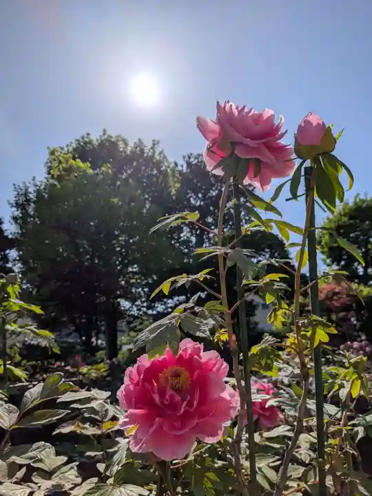 禅定院(東京都)