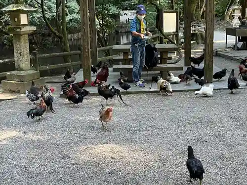 石上神宮の動物
