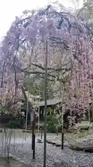 平野神社の自然