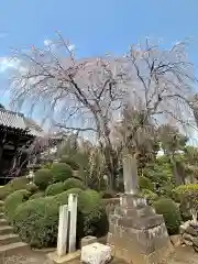 青柳寺(神奈川県)