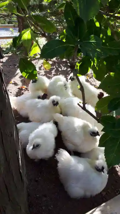 高屋敷稲荷神社(福島県)