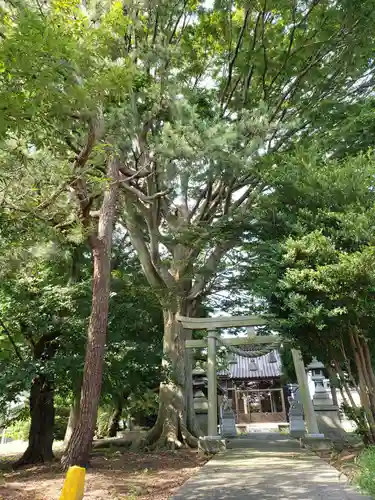 白山比咩神社の鳥居