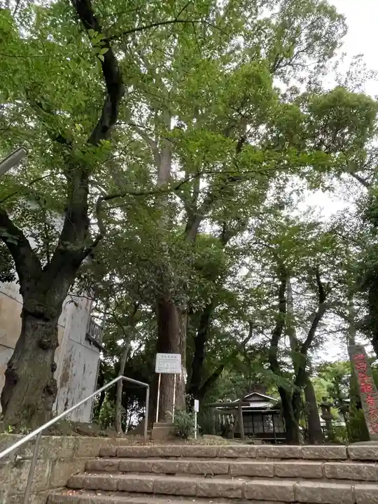 観音寺(世田谷山観音寺)の自然