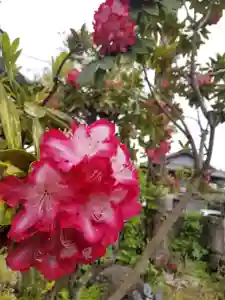 光明寺の自然(2020年04月21日(火) 15時54分46秒投稿)