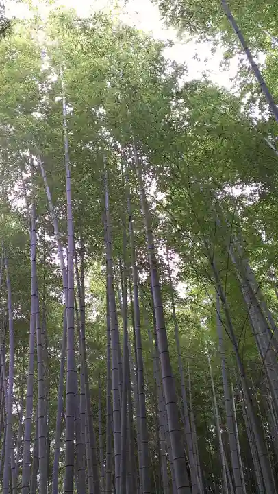 野宮神社の自然