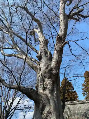 白鳥神社の{uncategorized: "未分類", other: "その他", undefined: "問題あり", building: "その他建物", grave: "お墓", sacred_gate: "鳥居", guardian: "狛犬", statue: "像", buddha: "仏像", history: "歴史", nature: "自然", garden: "庭園", animal: "動物", pagoda: "塔", temizu: "手水舎", mountain_gate: "山門・神門", sanctuary: "本殿・本堂", subordinate: "末社・摂社", art: "芸術", scenery: "景色", jizo: "地蔵", ema: "絵馬", goshuin: "御朱印", omikuji: "おみくじ", items: "授与品その他", amulet: "お守り", goshuincho: "御朱印帳", eats: "食事", festival: "お祭り", votive_dance: "神楽", shichigosan: "七五三参", wedding: "結婚式", experience: "体験その他", initially: "初詣", around: "周辺", anti_infection: "感染症対策"}