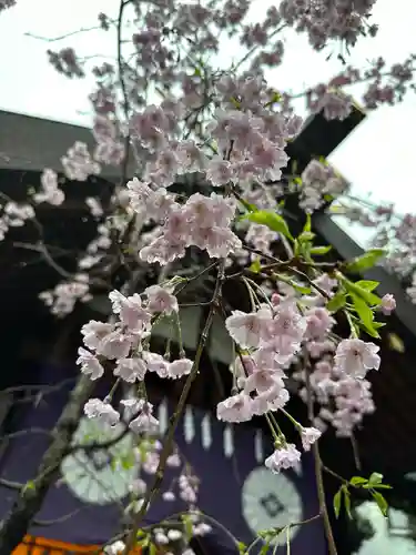 東京大神宮の自然