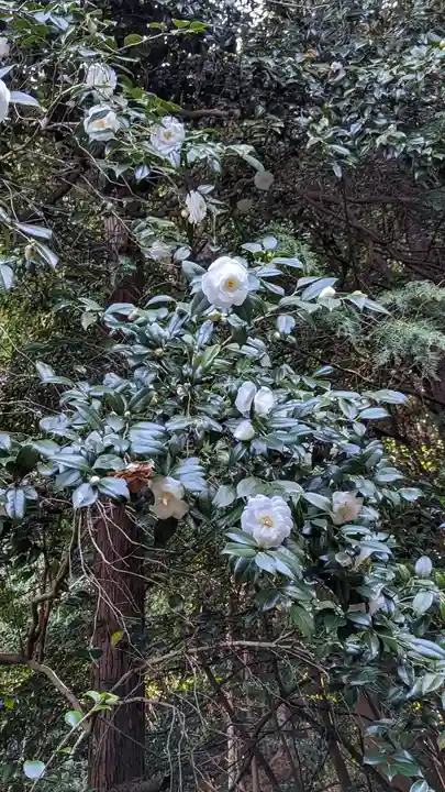 大豊神社の自然