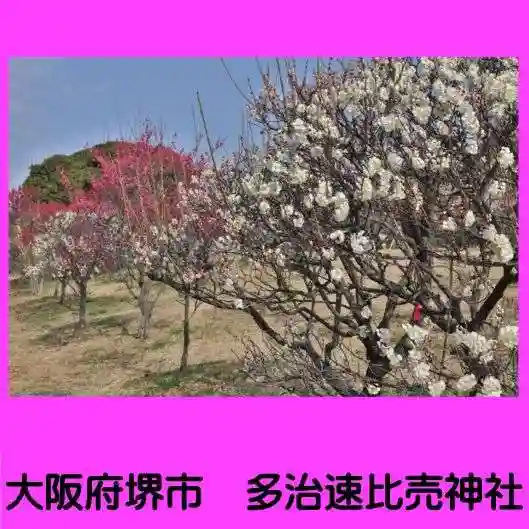 多治速比売神社の自然