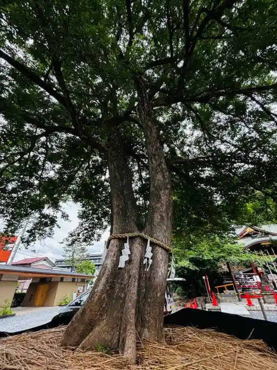 鎮守氷川神社(埼玉県)