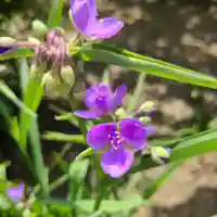 牛嶋天満宮の自然