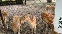 三嶋大社の動物