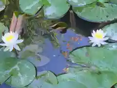 高屋敷稲荷神社の自然