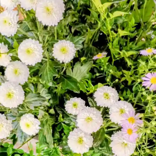 彌彦神社　(伊夜日子神社)(北海道)