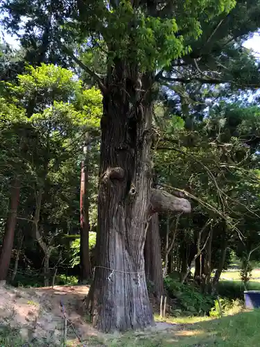 粟鹿神社の自然
