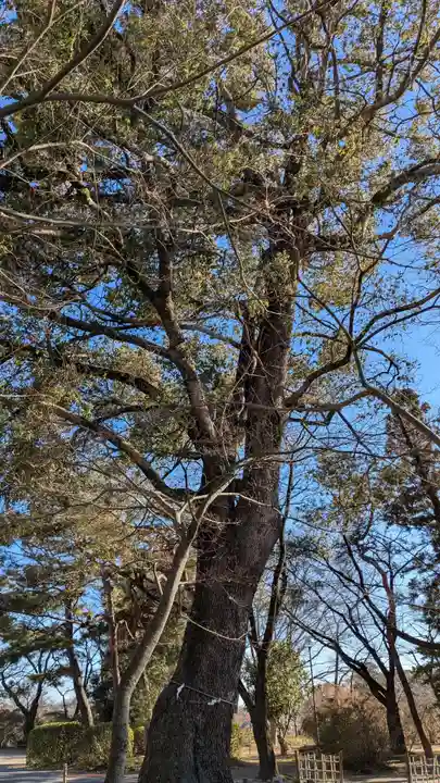 尾曳稲荷神社の自然